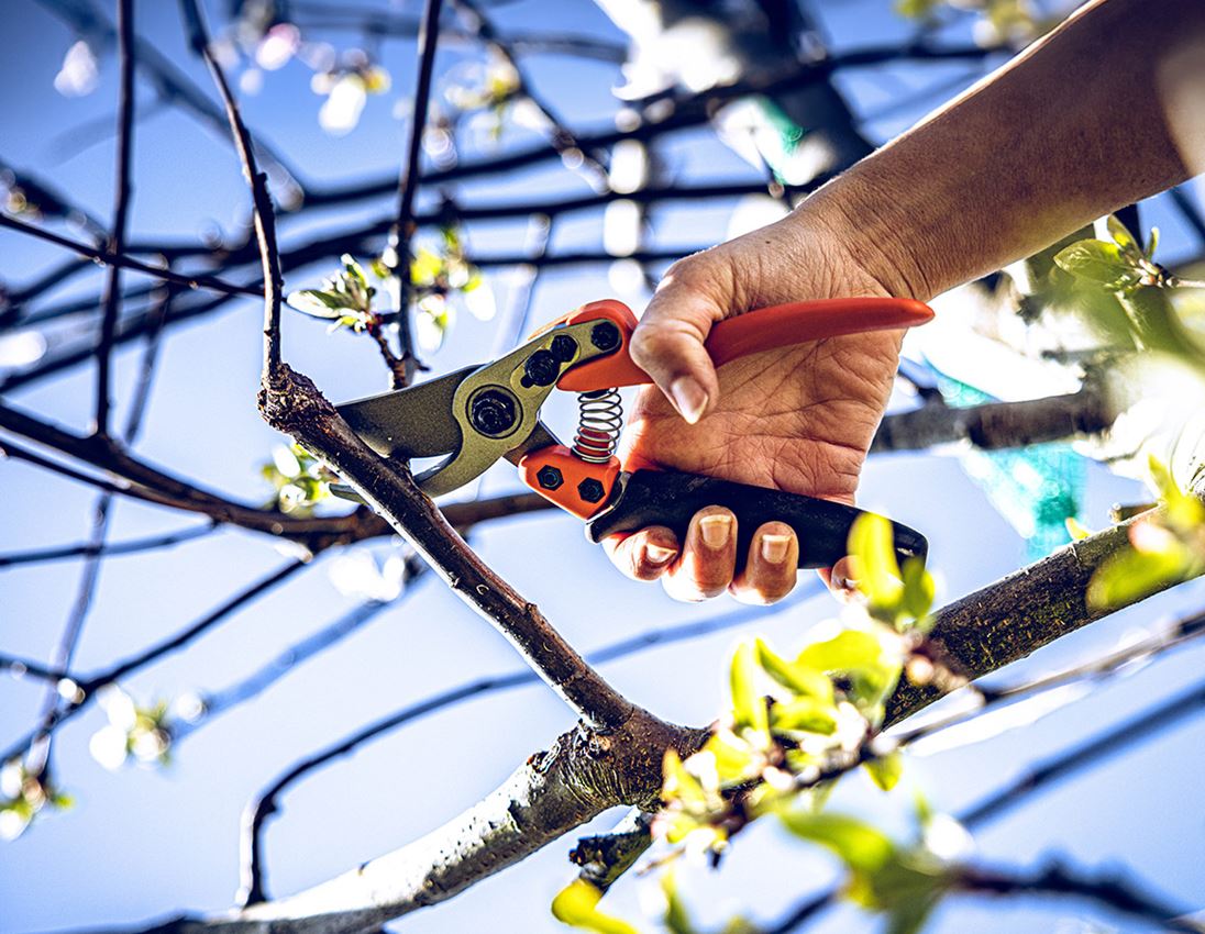 Scheren: Bypass-Schere Löwe 11, mit Rollgriff 1