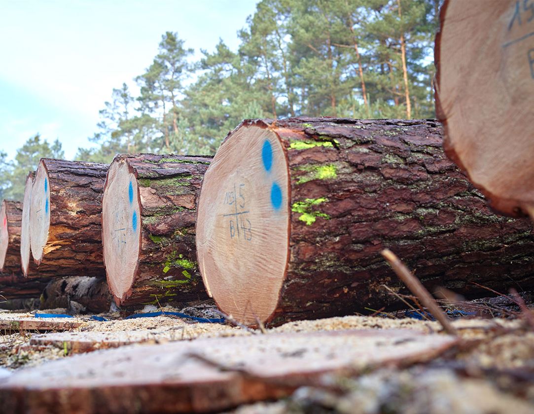 Sprays: e.s. Forstmarkierspray Neon #67 + leuchtgelb