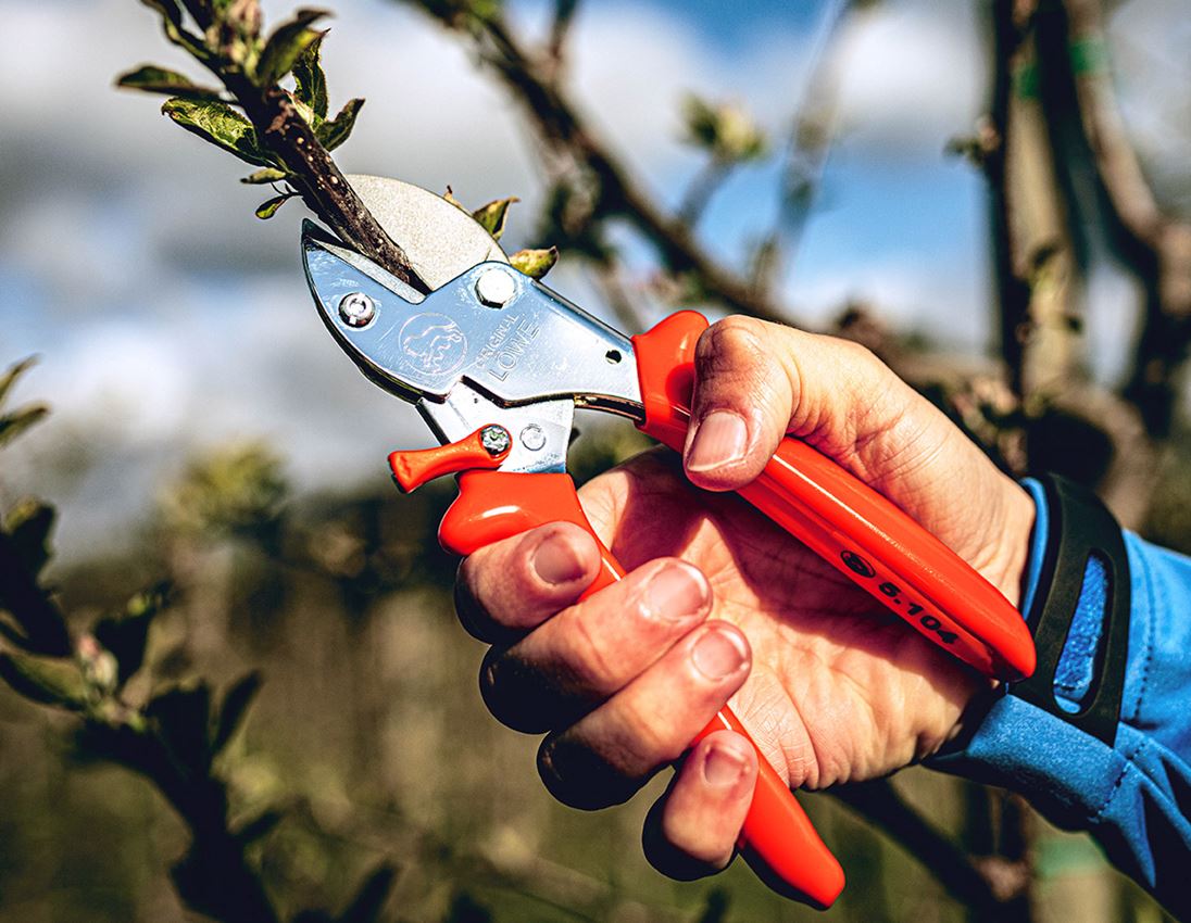 Ciseaux: Sécateur à enclume Löwe 5, petit