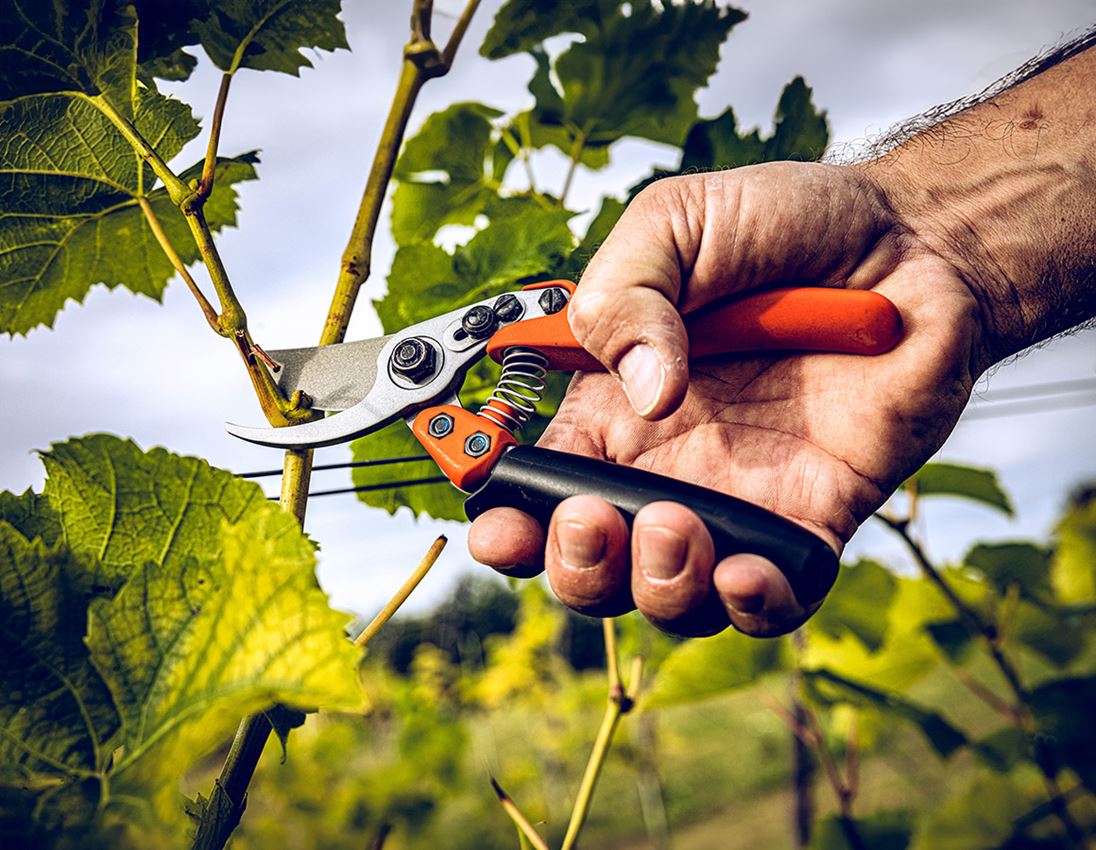 Ciseaux: Sécateur bypass Löwe 11, avec poignée roulante