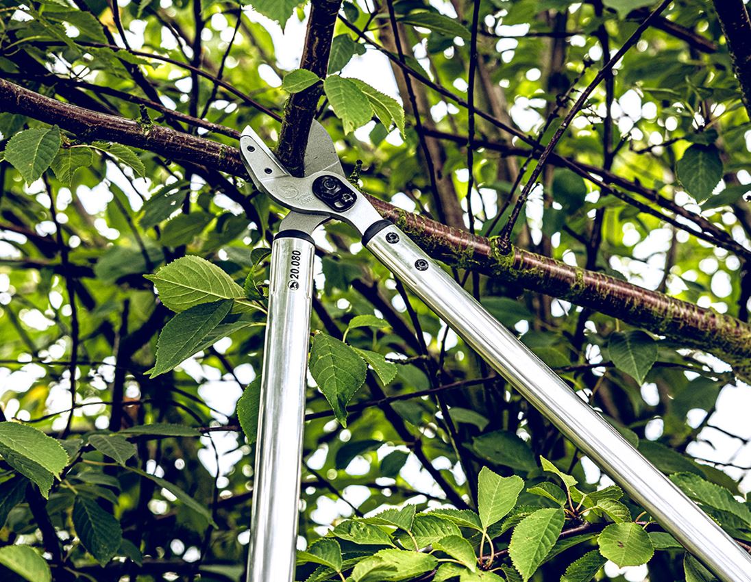 Scharen: Aambeeld-takkenschaar Löwe 20 2