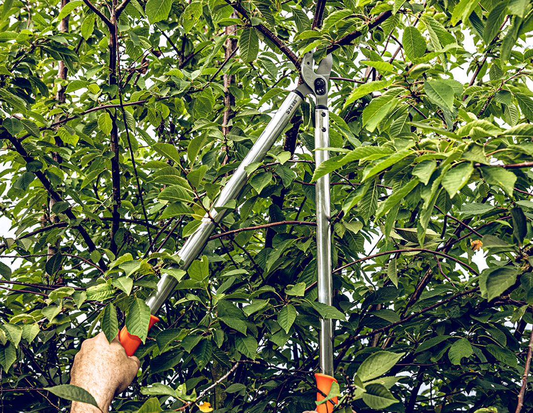 Scissors: Anvil pruning shears Löwe 20 1