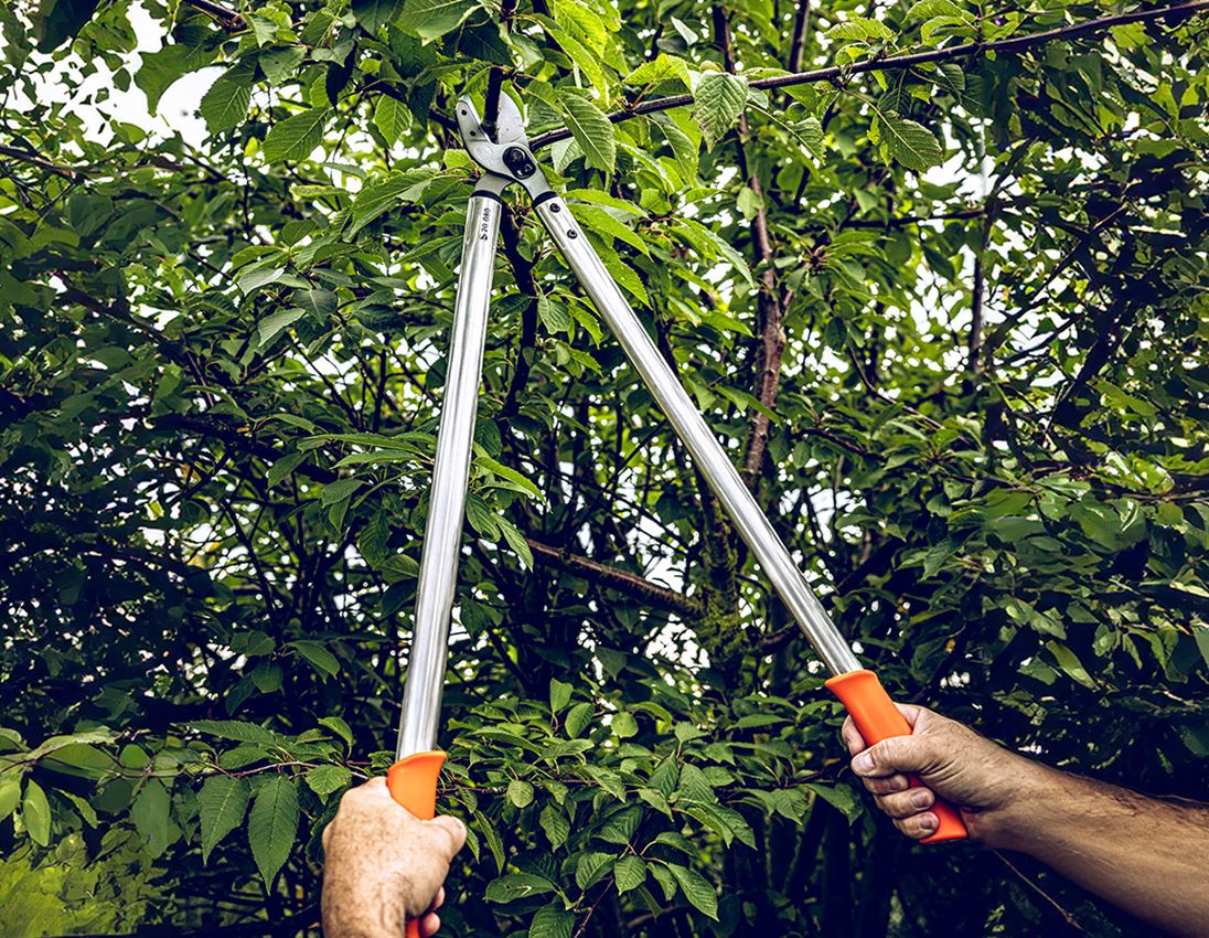 Scissors: Anvil pruning shears Löwe 20