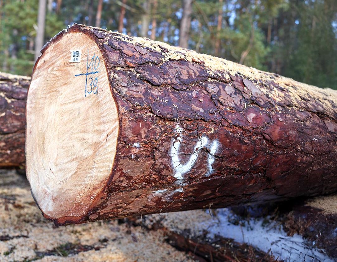 Sprays: e.s. Spray de marquage forestier Strong #68 + blanc