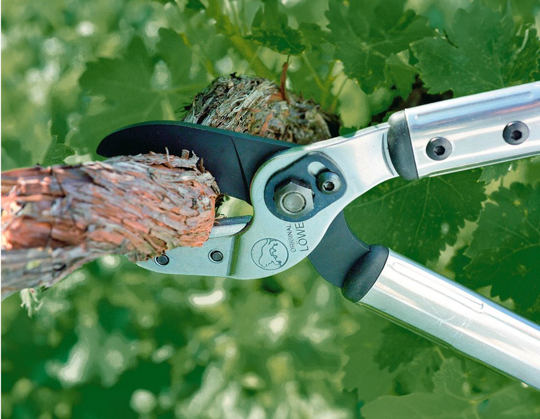 Scissors: Anvil pruning shears Löwe 20