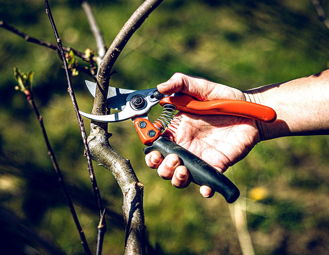 Scissors: Bypass shears Löwe 11 with a revolving handle 2